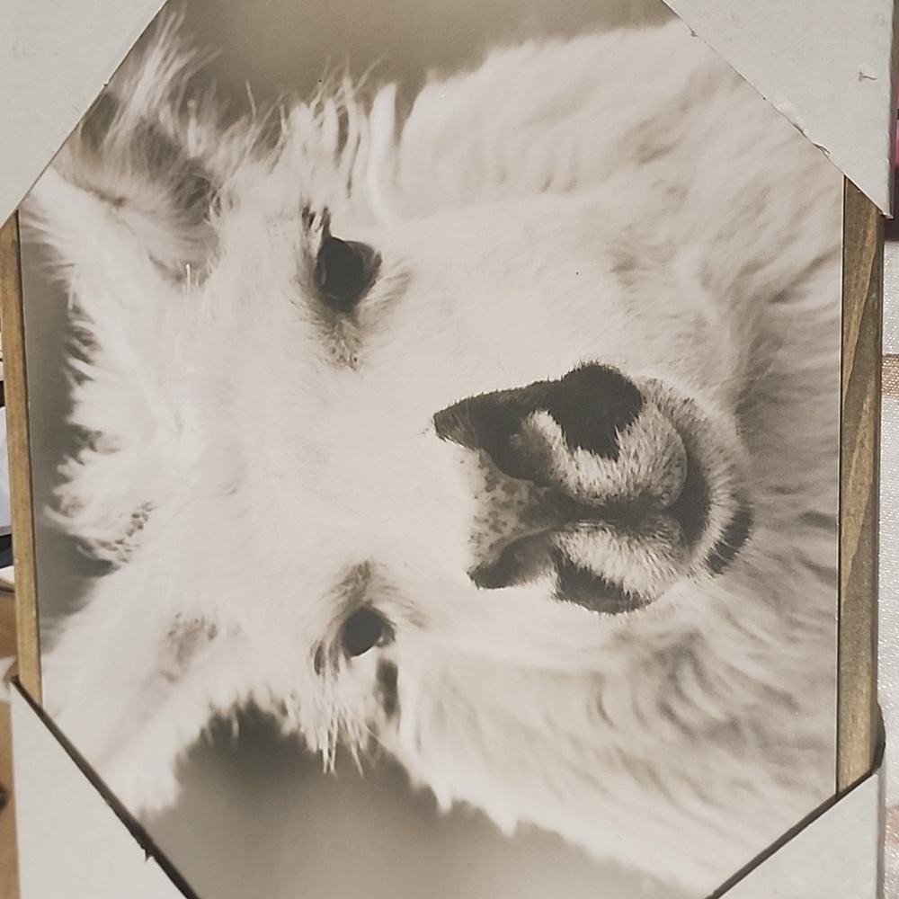 Llama Wall Art NWT by Galaxy of Graphics